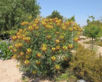 Bruktbolig - Villa - Catral