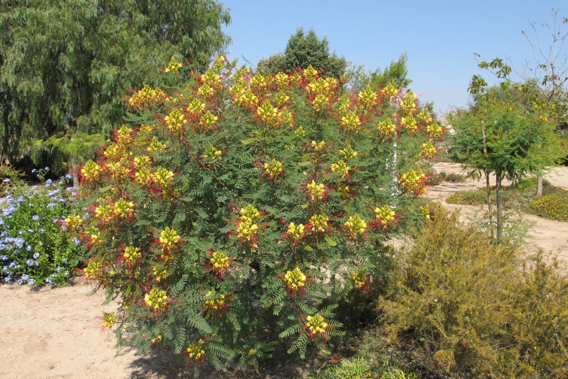 Bruktbolig - Villa - Catral