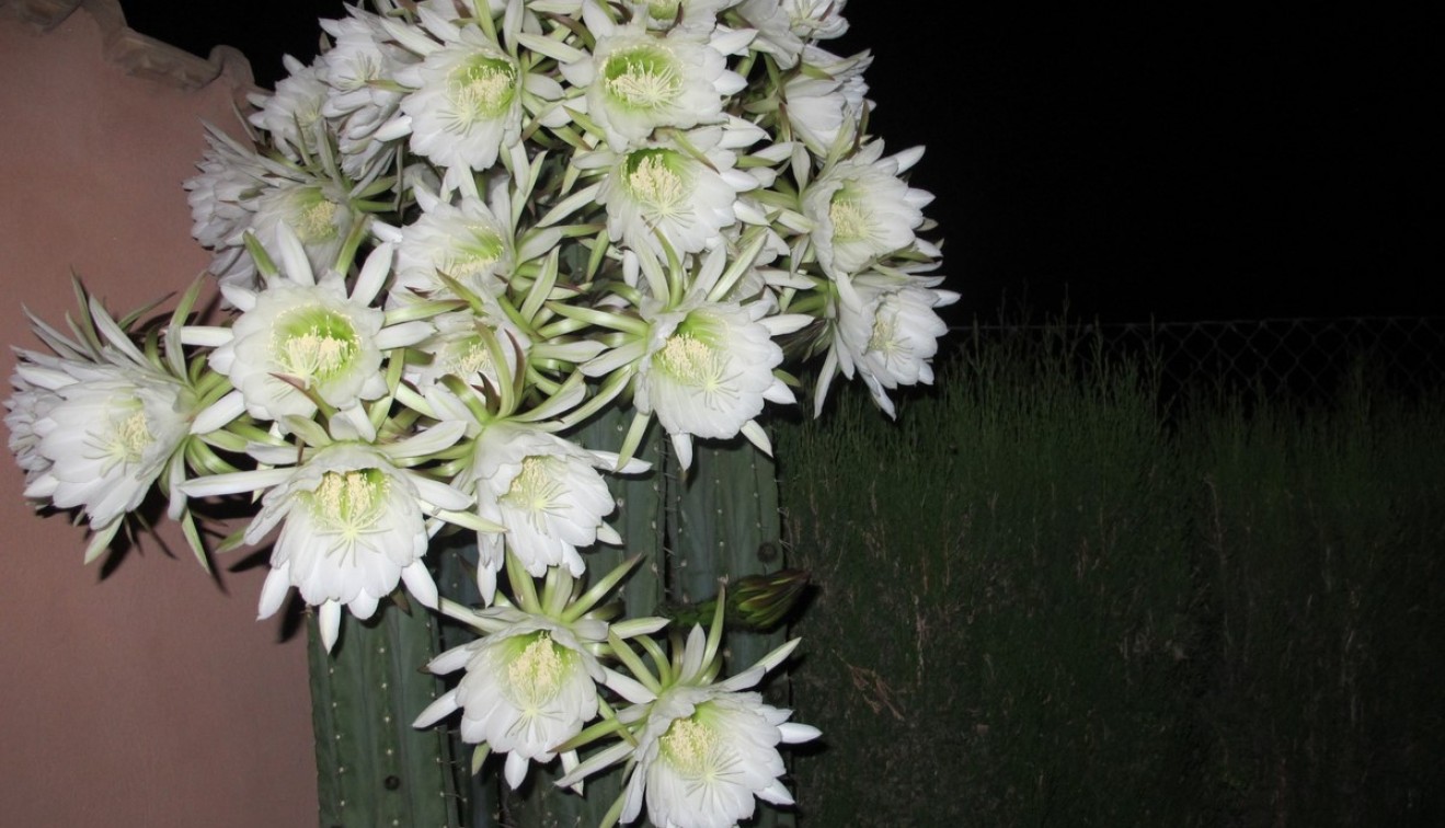 Bruktbolig - Villa - Catral