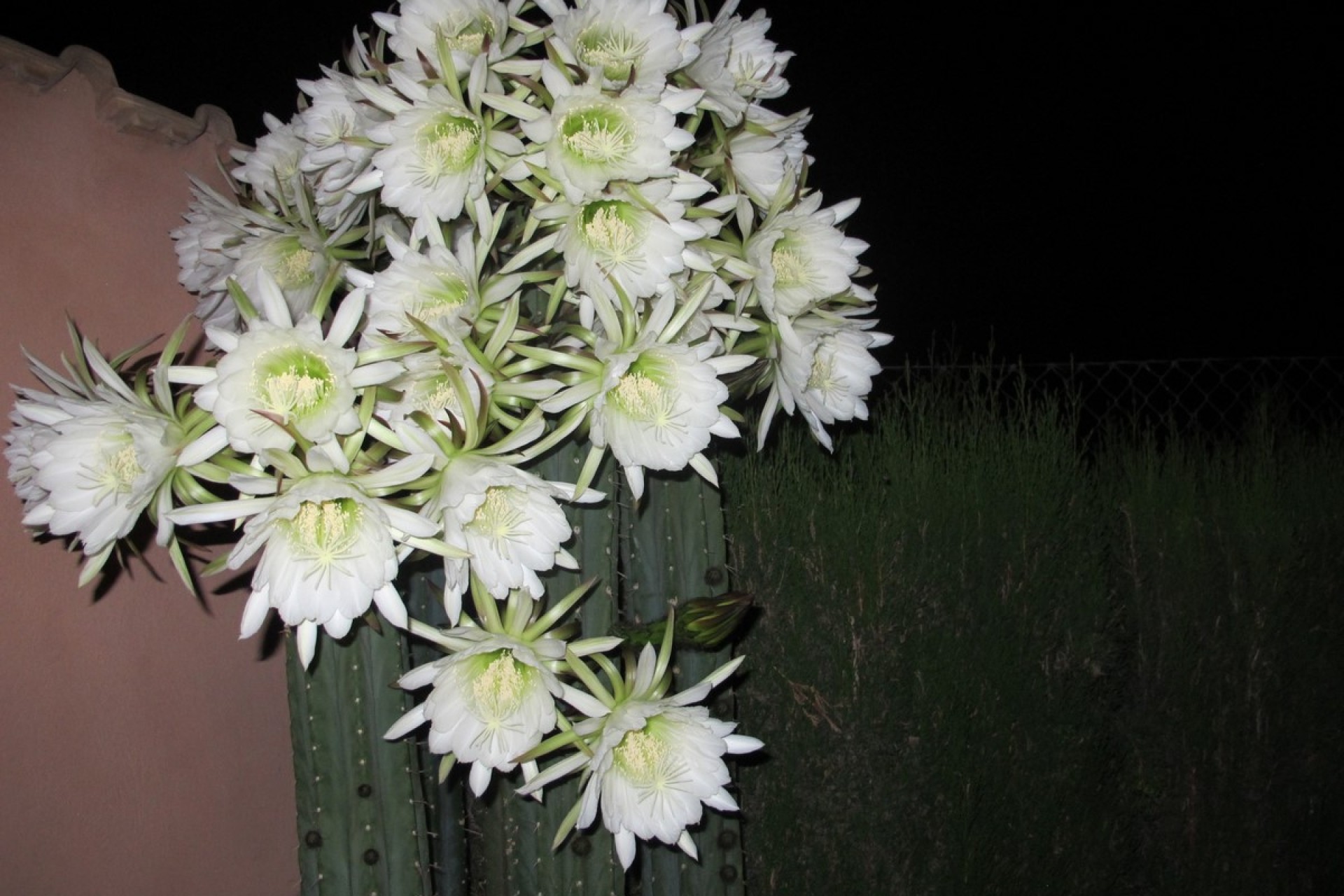 Bruktbolig - Villa - Catral