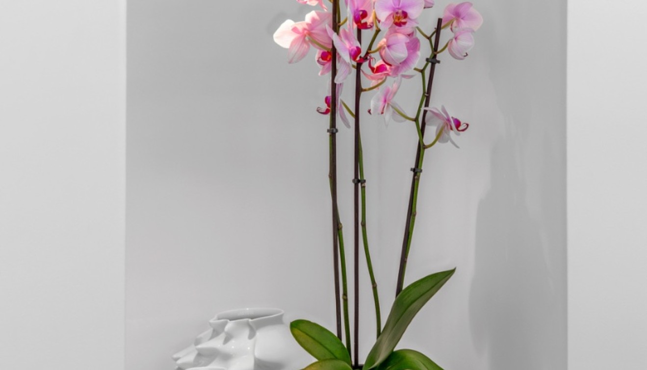 Bruktbolig - Villa - Guardamar del Segura