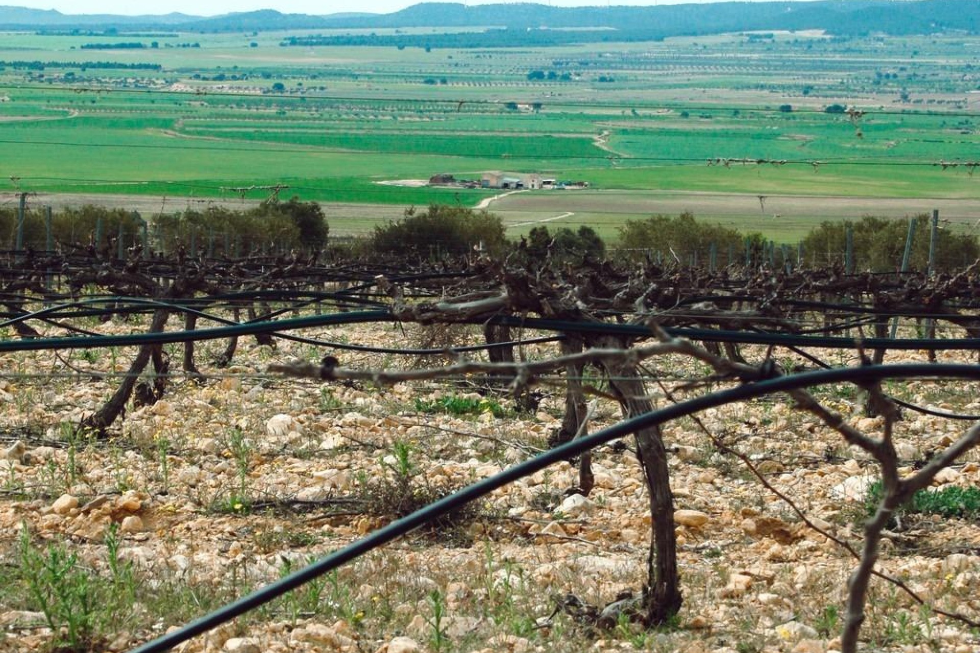 New Build - Villa - Yecla