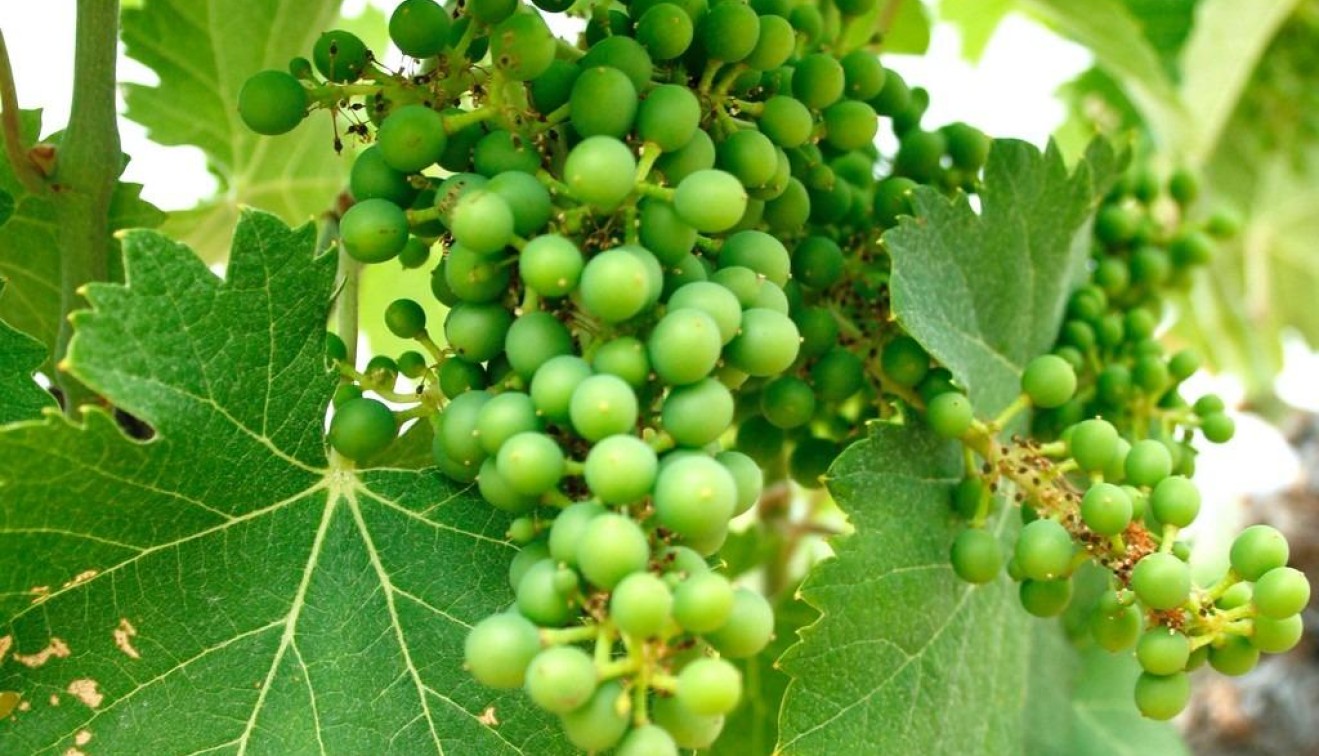 Nieuwbouw - Villa - Yecla