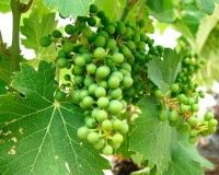 Nieuwbouw - Villa - Yecla