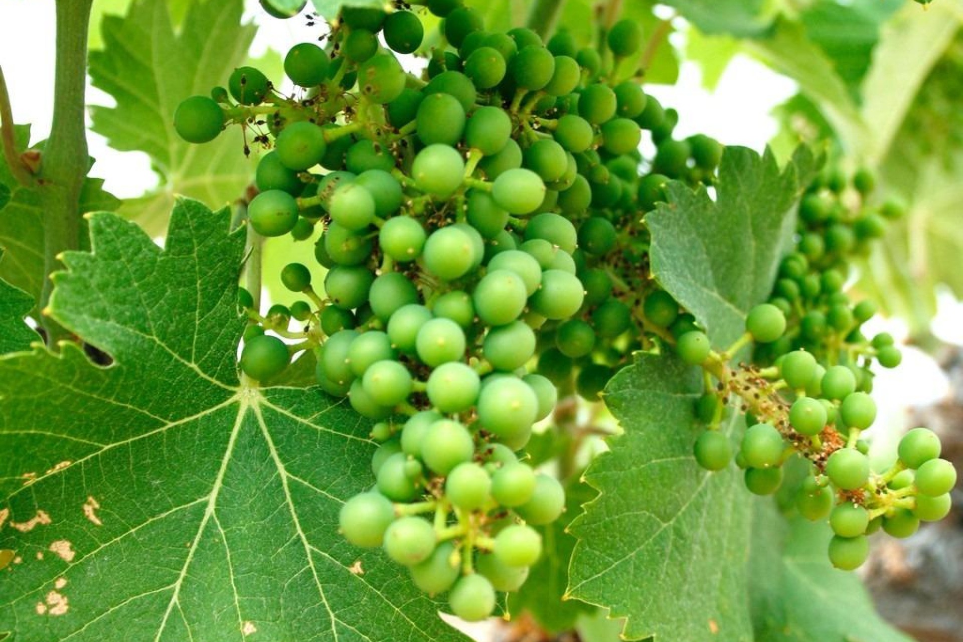 Nieuwbouw - Villa - Yecla