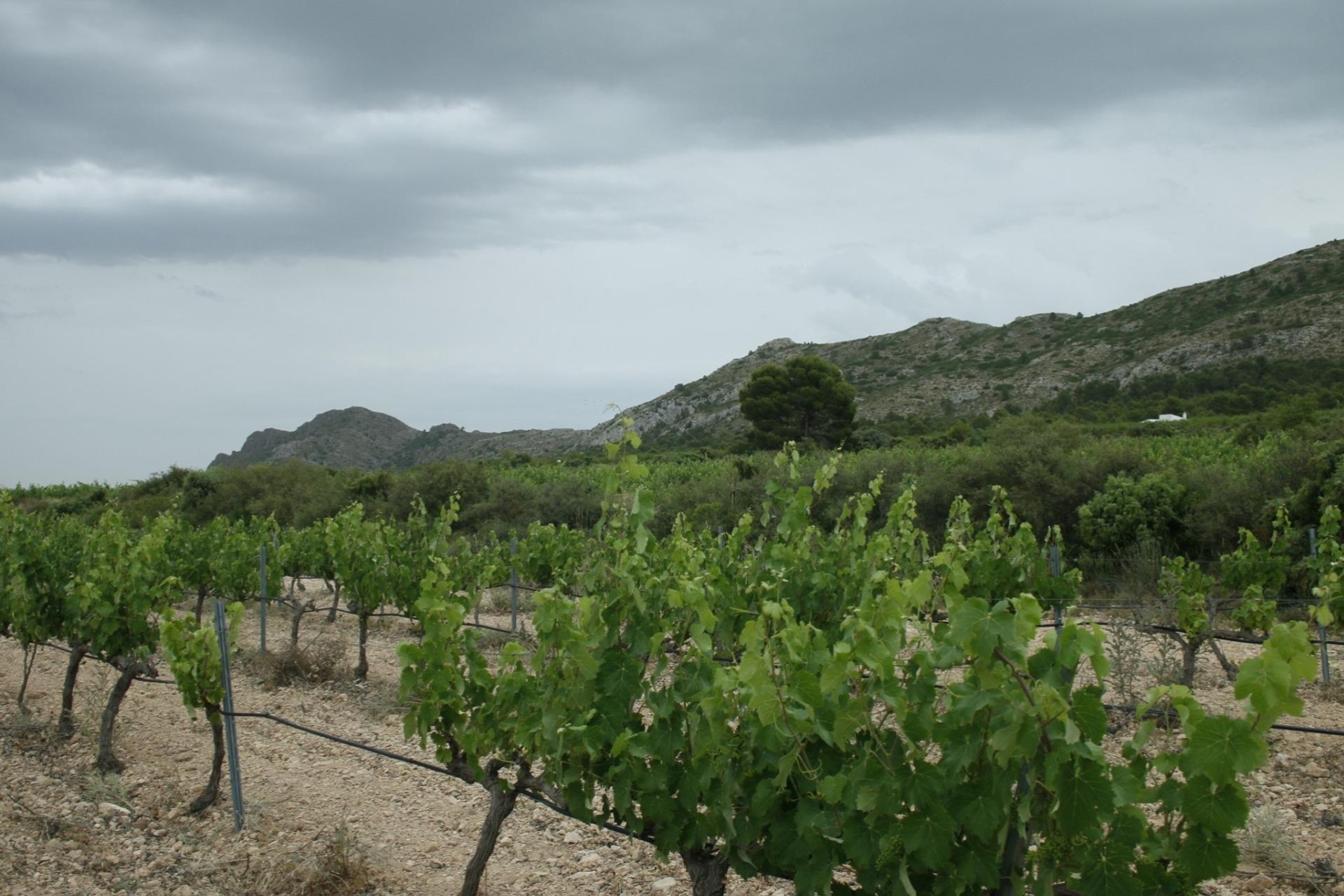 Novostavba - Villa - Yecla