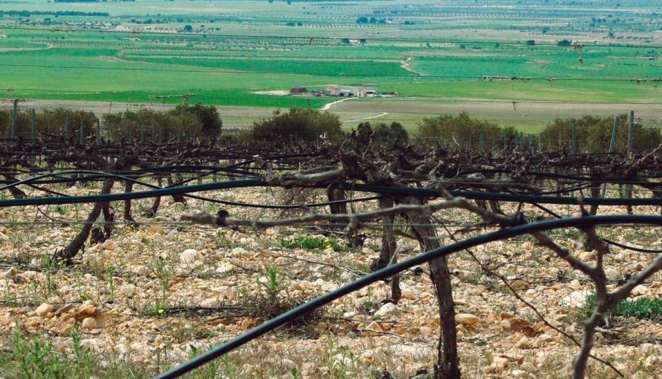 Novostavba - Villa - Yecla