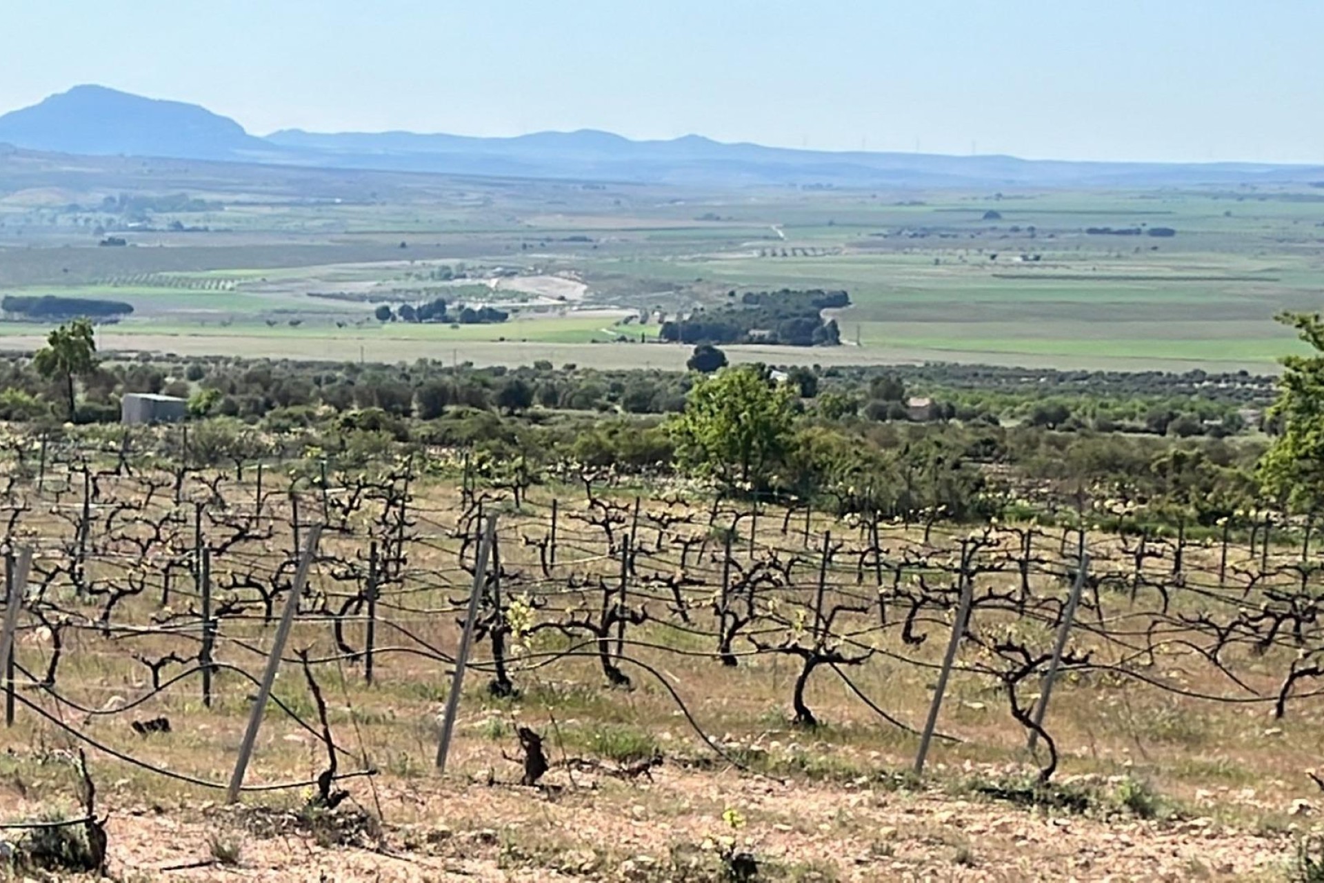 Novostavba - Villa - Yecla