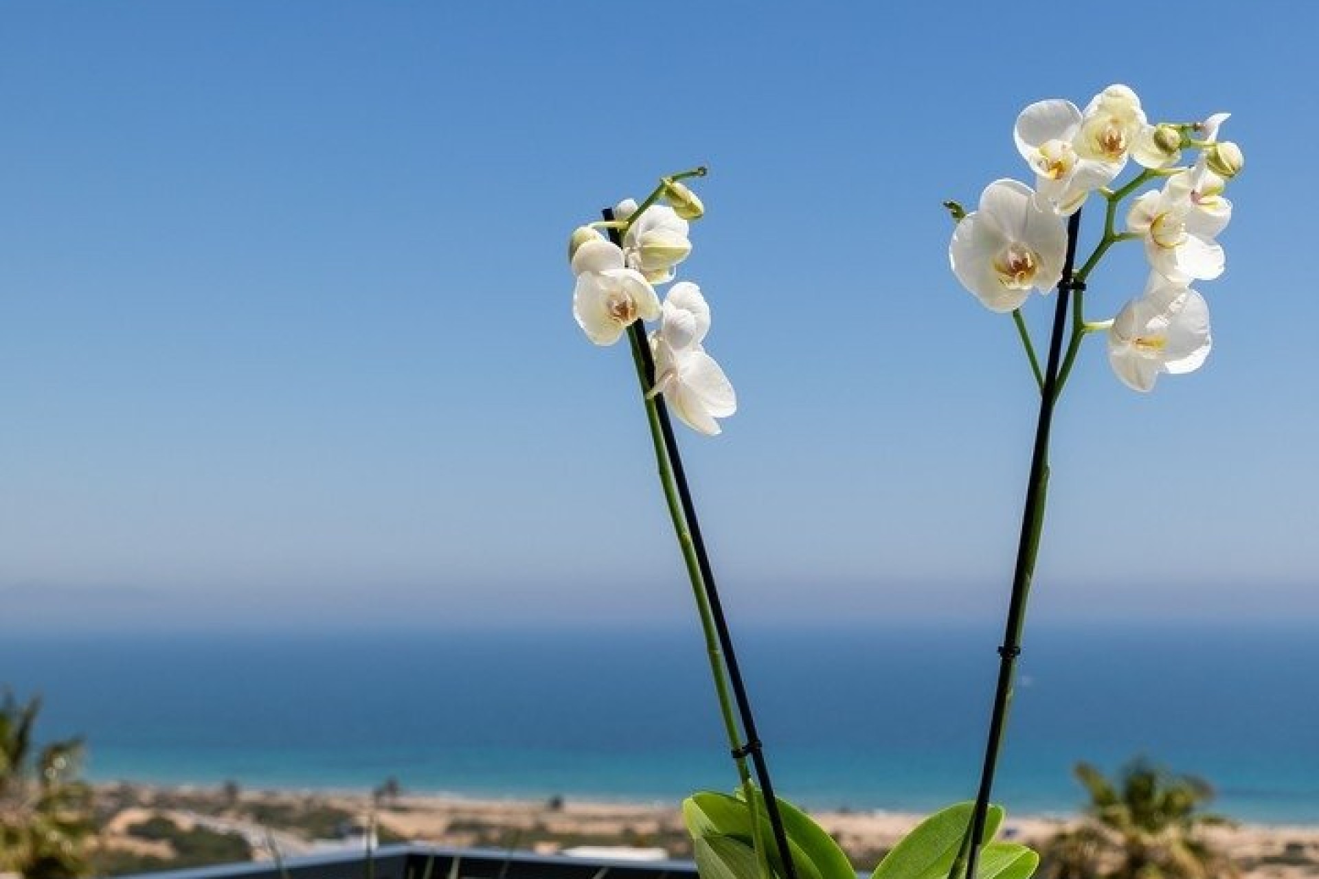 Nowo zbudowane - Apartament - Santa Pola - Gran Alacant