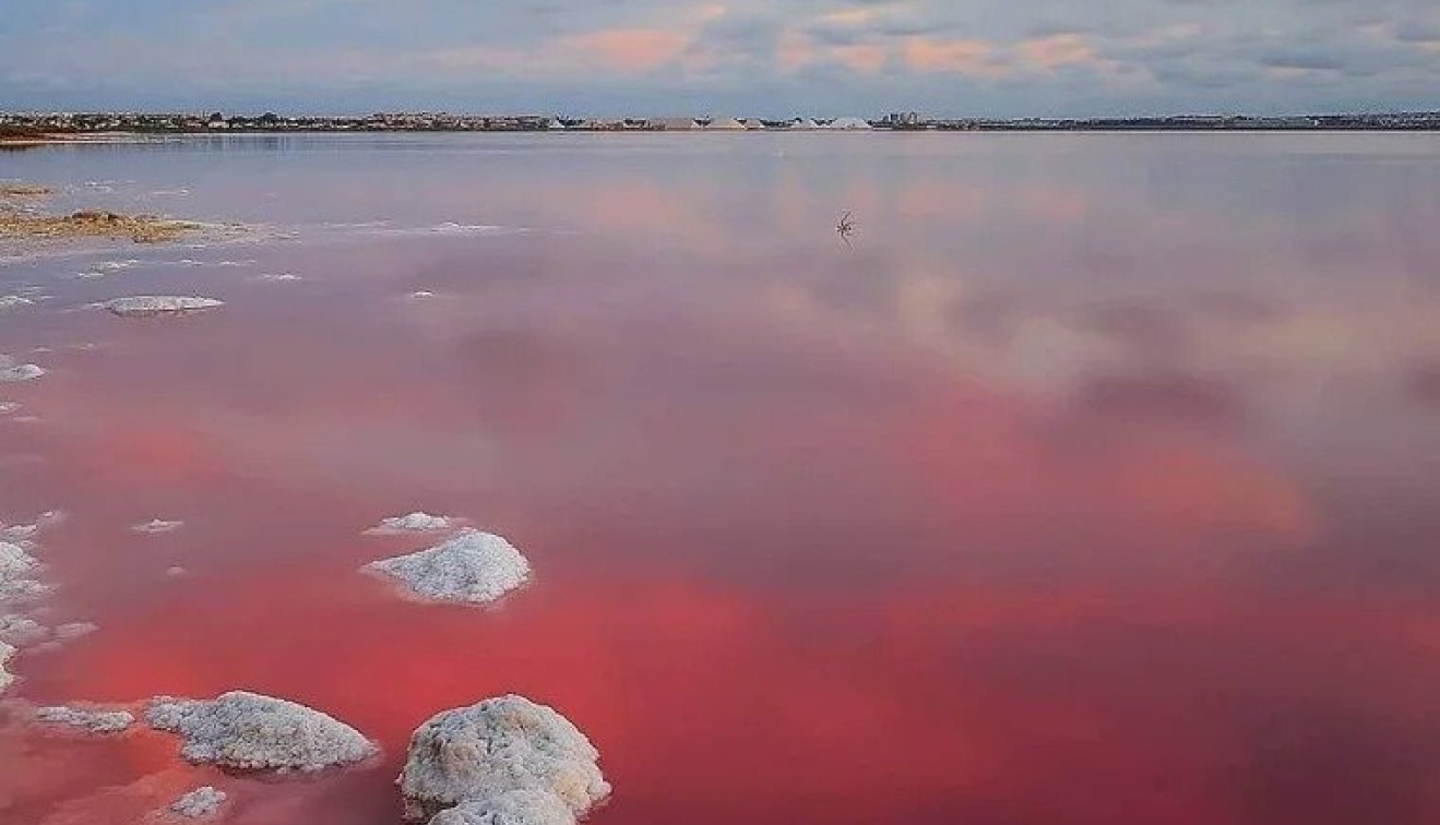 Nowo zbudowane - Bungalow - Torrevieja - Lago Jardín II