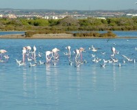 Nowo zbudowane - Willa - San Pedro del Pinatar - Pueblo