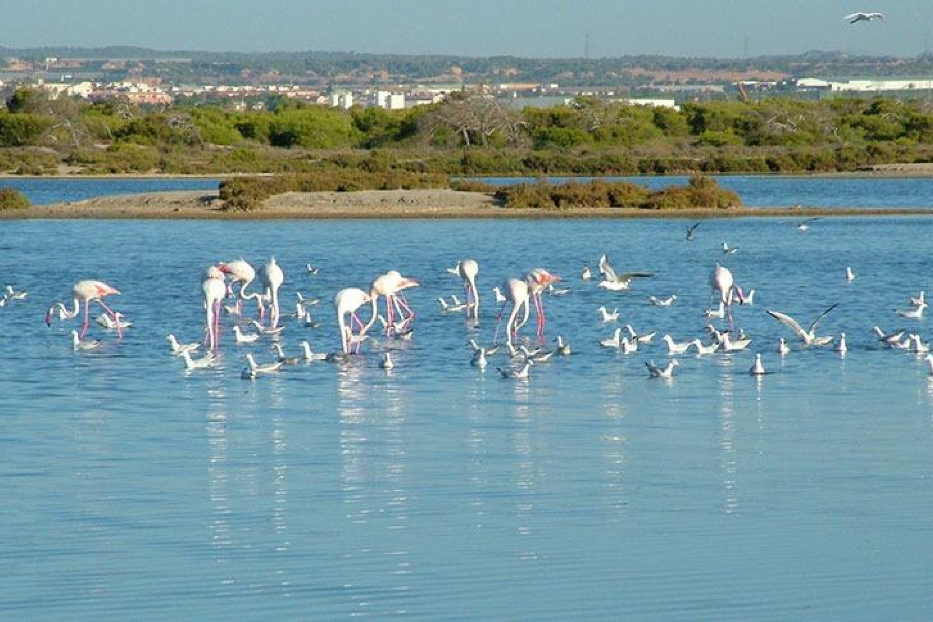 Nowo zbudowane - Willa - San Pedro del Pinatar - Pueblo