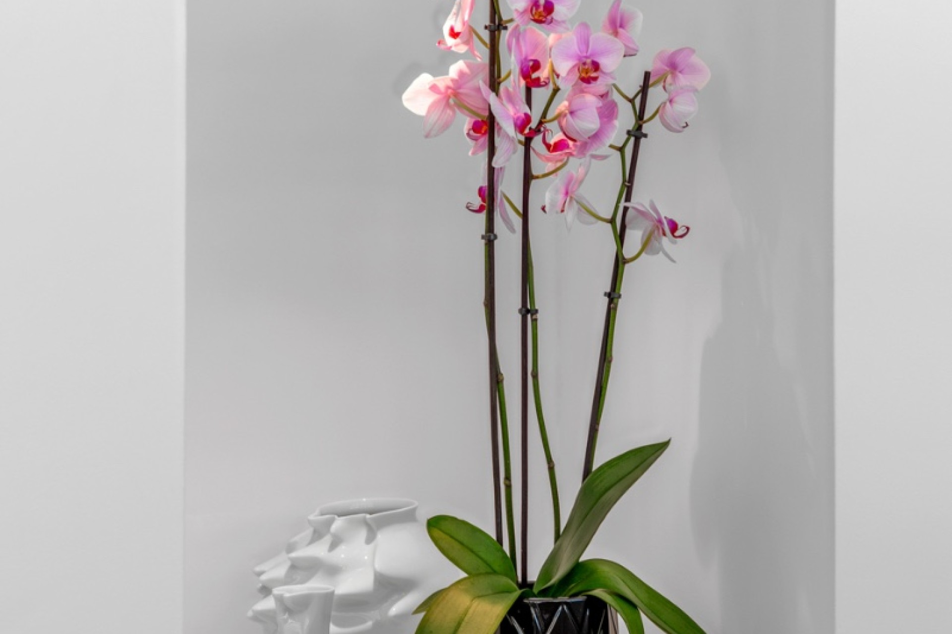 Prodej - Villa - Guardamar del Segura