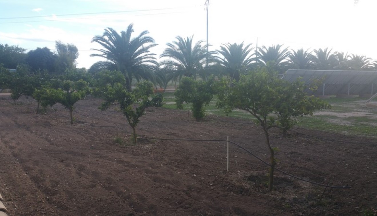 Sale - Country estate - Daya Vieja