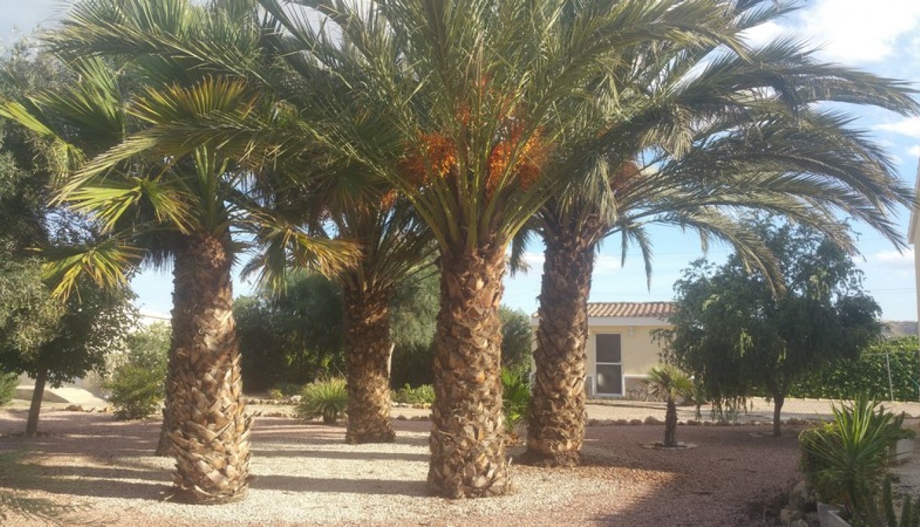 Sale - Country estate - Daya Vieja