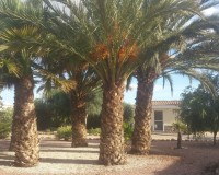 Sale - Country estate - Daya Vieja