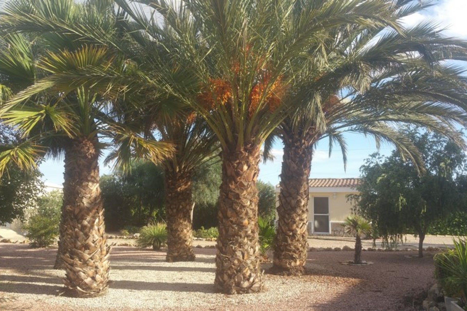 Sale - Country estate - Daya Vieja