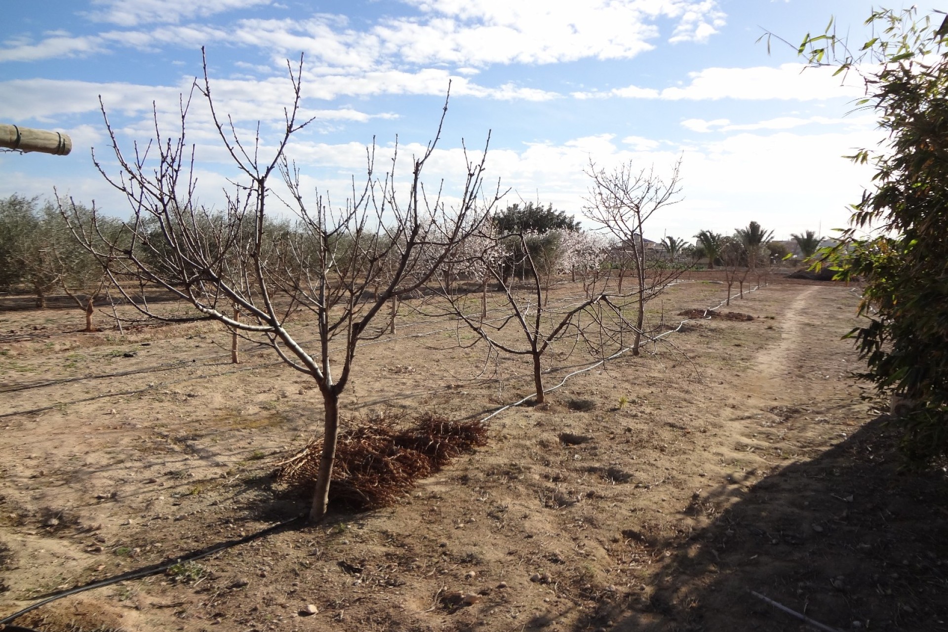 Sale - Country estate - El Altet