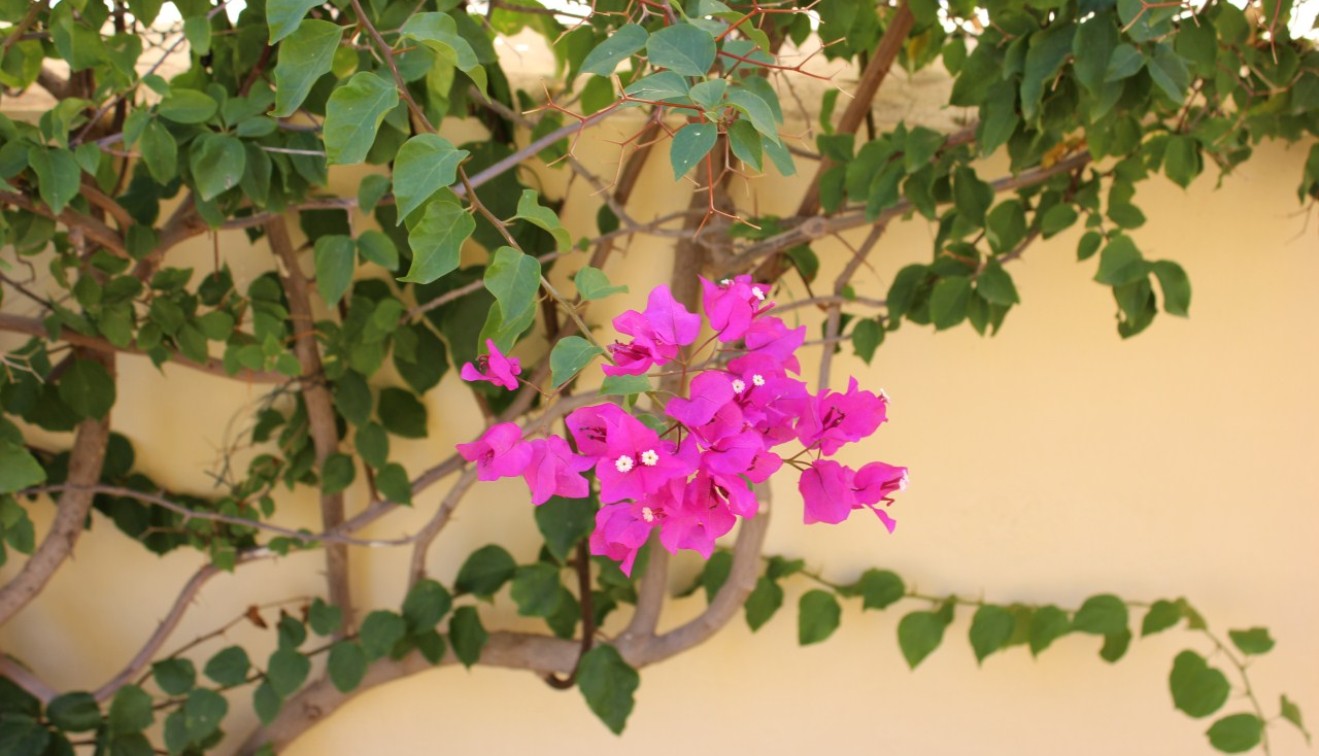 Sale - Townhouse - Ciudad Quesada - Rojales