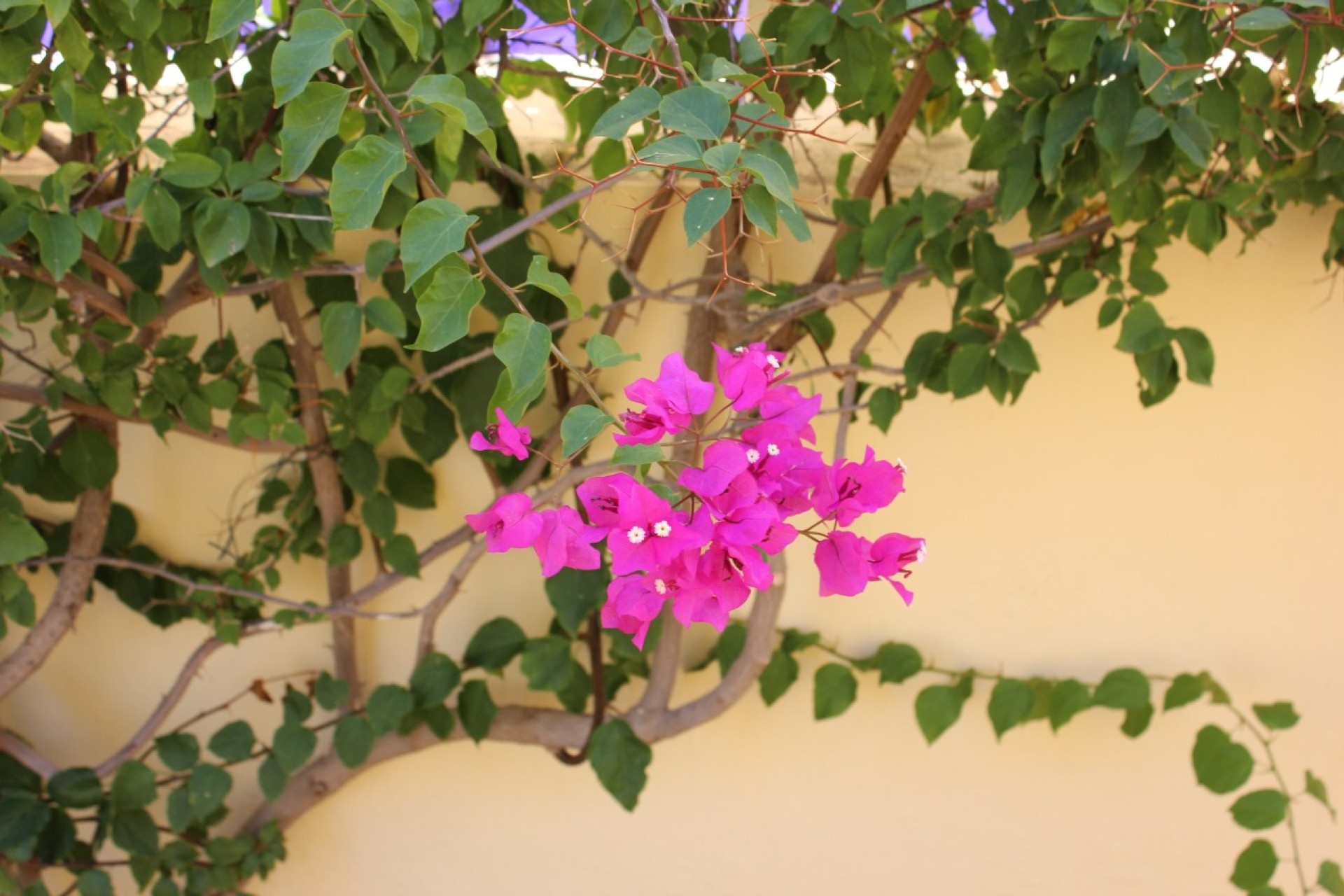 Sale - Townhouse - Ciudad Quesada - Rojales