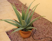 Sale - Townhouse - Ciudad Quesada - Rojales