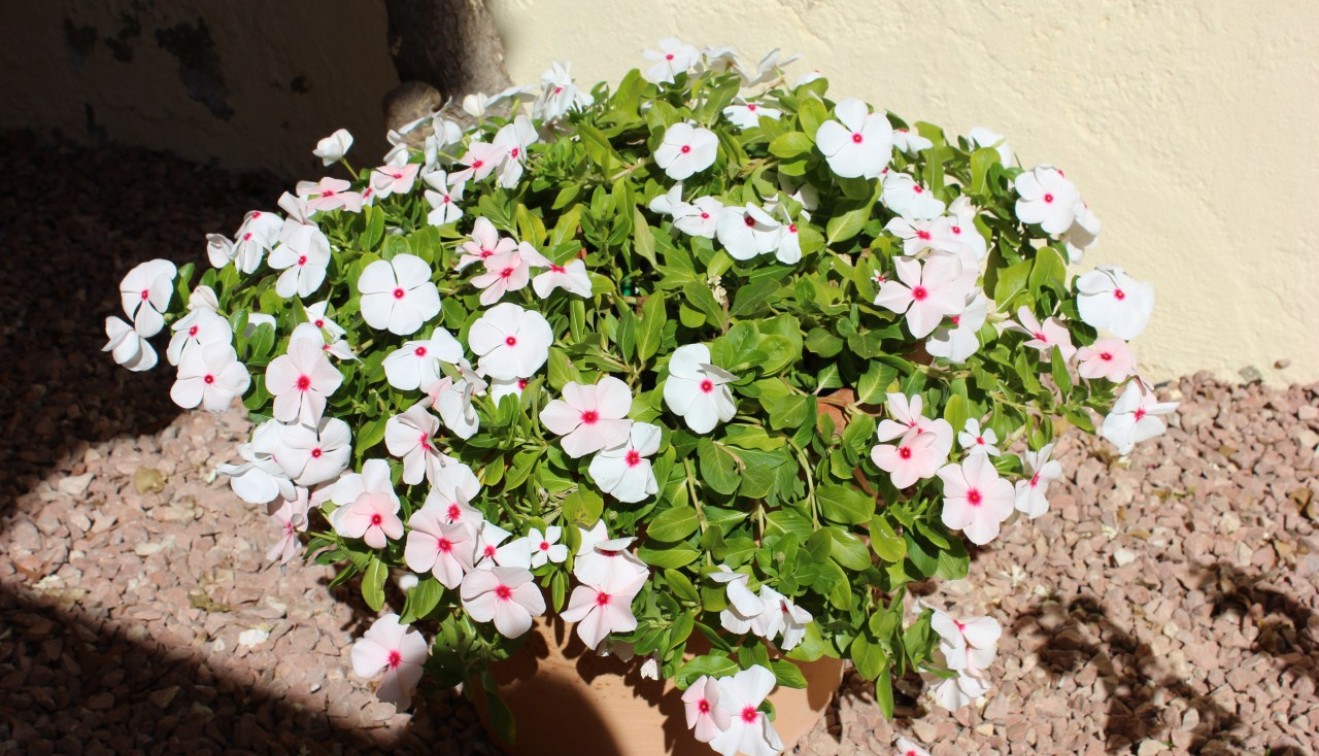 Sale - Townhouse - Ciudad Quesada - Rojales