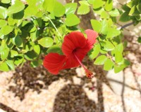 Sale - Townhouse - Ciudad Quesada - Rojales