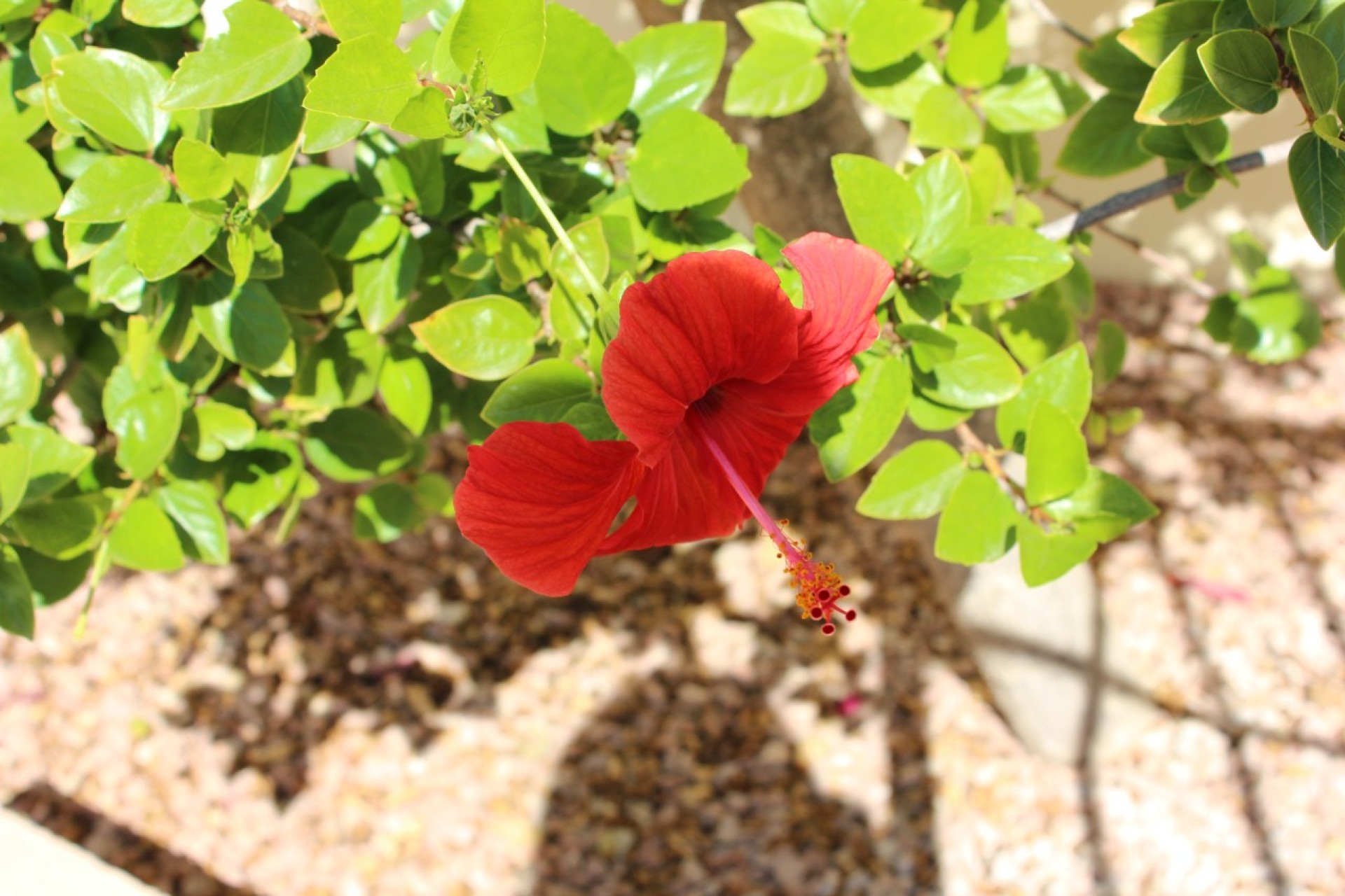 Sale - Townhouse - Ciudad Quesada - Rojales