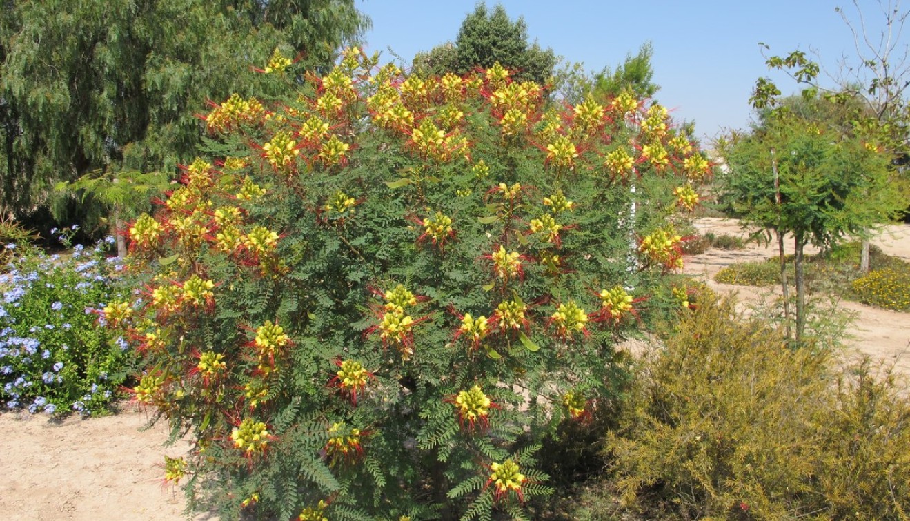 Sale - Villa - Catral