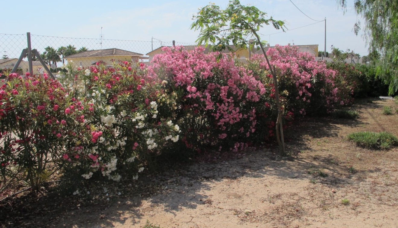 Sale - Villa - Catral