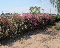 Sale - Villa - Catral