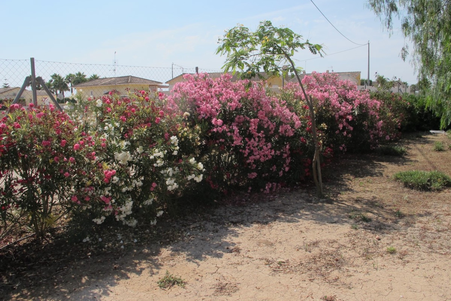 Sale - Villa - Catral