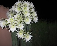 Sale - Villa - Catral