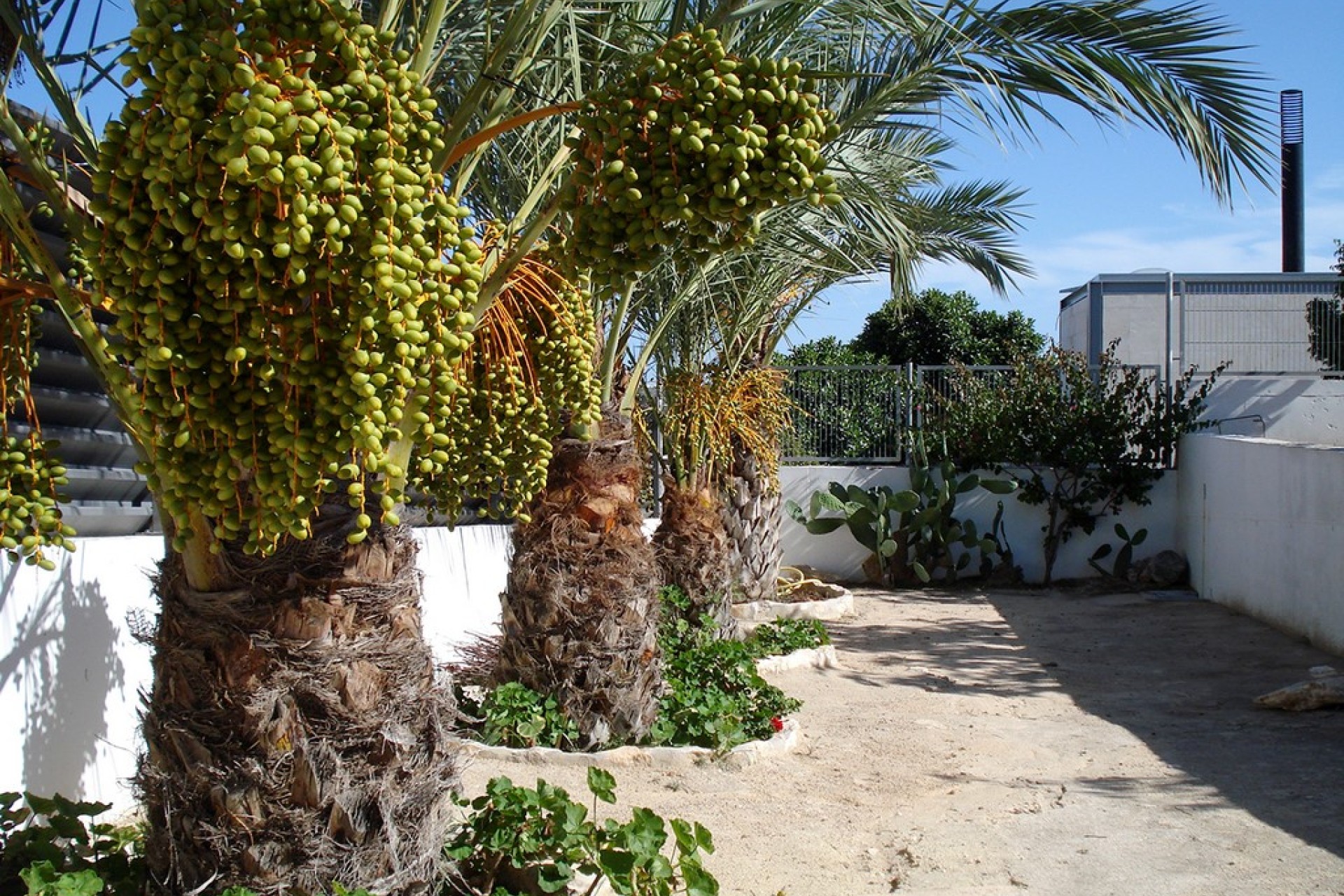 Sale - Villa - Elche/Elx