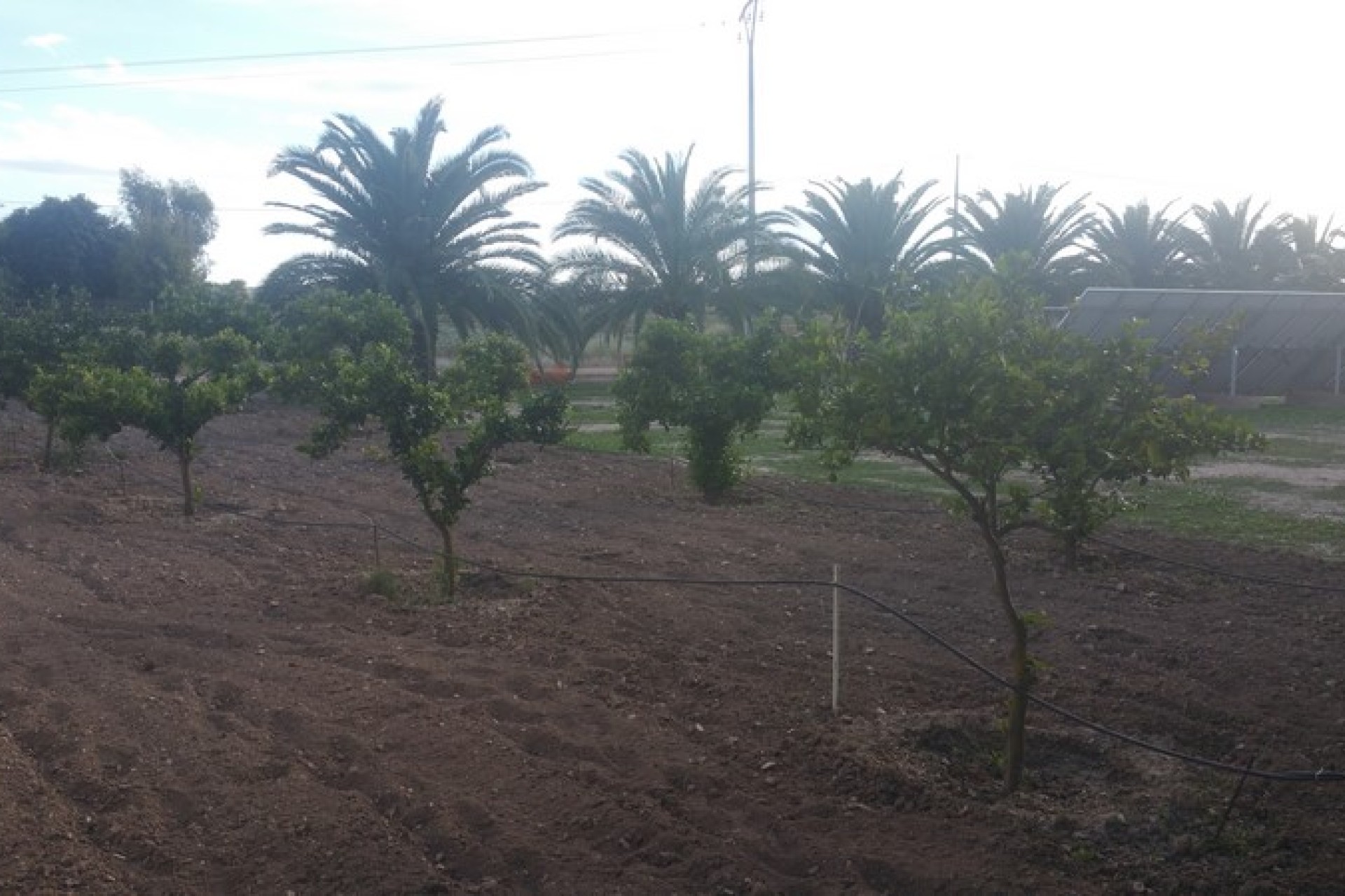 Sprzedaż - Posiadłość wiejska - Daya Vieja