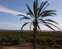 Sprzedaż - Posiadłość wiejska - Guardamar del Segura