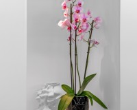 Sprzedaż - Willa - Guardamar del Segura