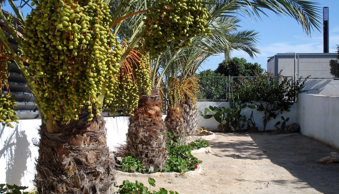 Vente - Villa - Elche/Elx