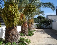 Vente - Villa - Elche/Elx