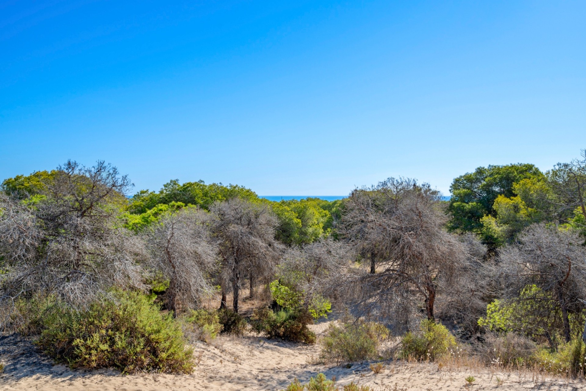 Verkoop - Appartement - Guardamar del Segura - Guardamar