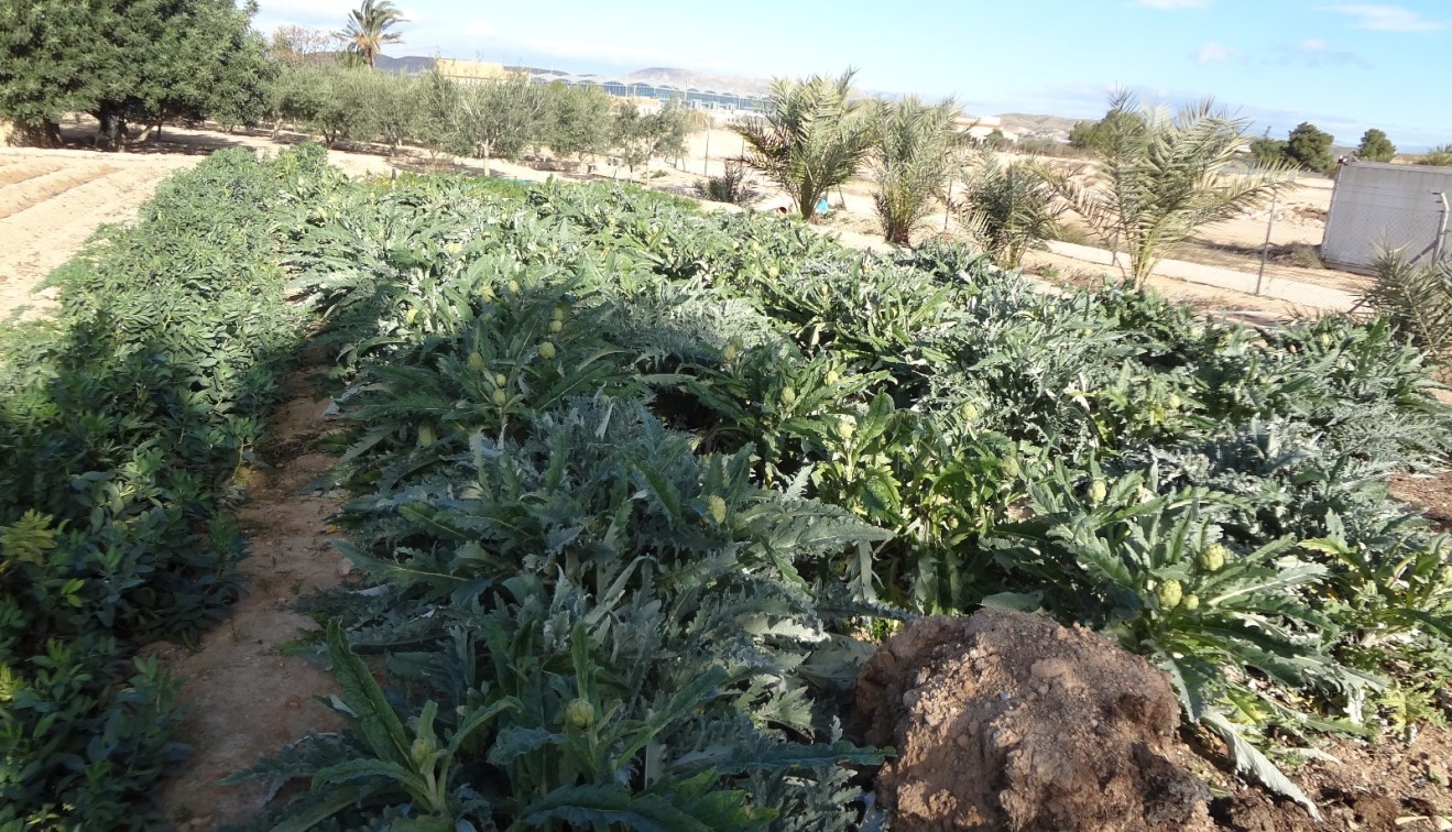 Verkoop - Landgoed - El Altet