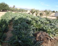 Verkoop - Landgoed - El Altet