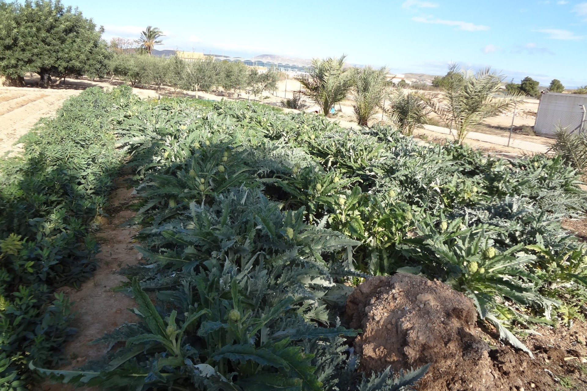 Verkoop - Landgoed - El Altet