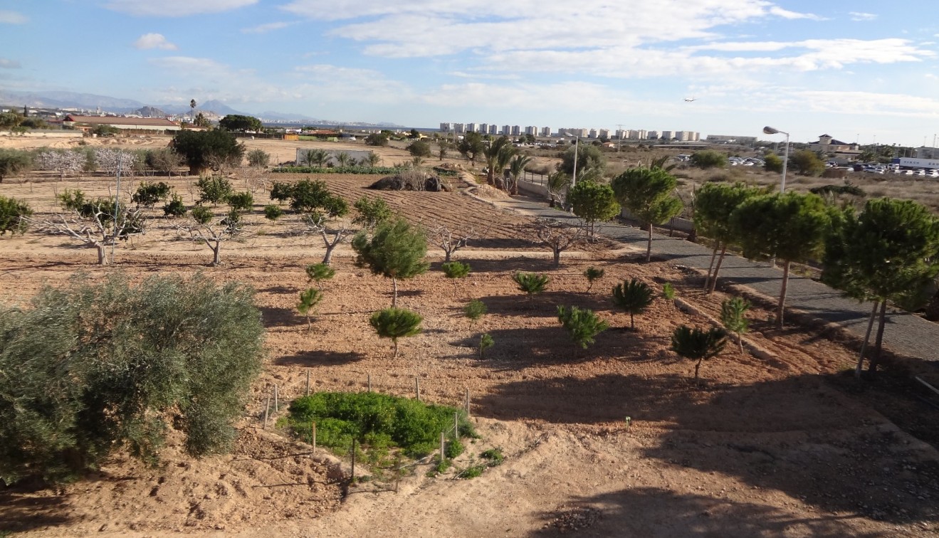 Verkoop - Landgoed - El Altet