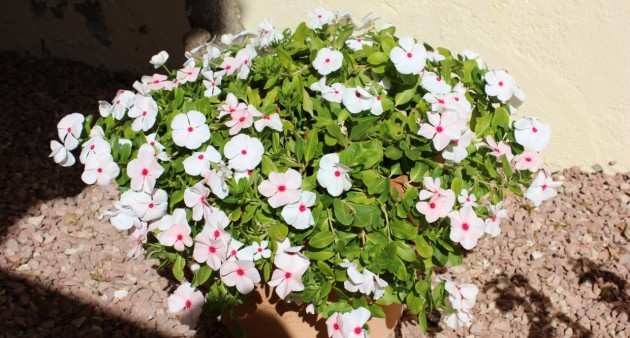 Sale - Townhouse - Ciudad Quesada - Rojales