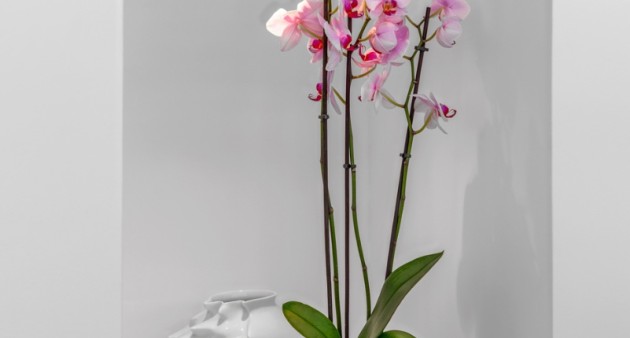 Sale - Villa - Guardamar del Segura