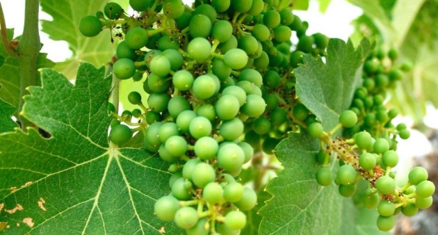 Nieuwbouw - Villa - Yecla