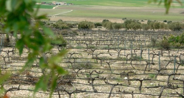 Nieuwbouw - Villa - Yecla