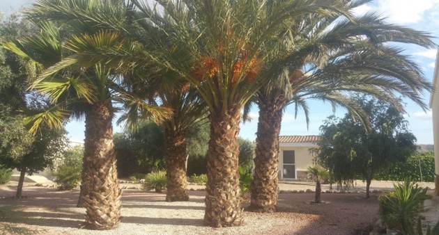 Sprzedaż - Posiadłość wiejska - Daya Vieja