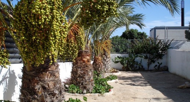 Vente - Villa - Elche/Elx